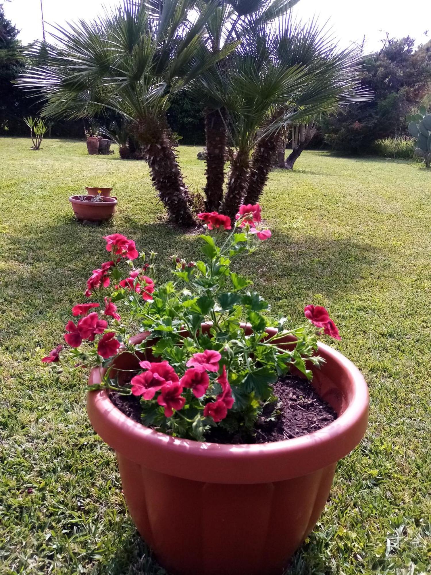 Mamena Bed & Breakfast Paestum Exterior foto